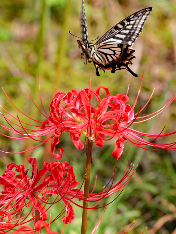 Top size Red spider Lily bulbs from Holland