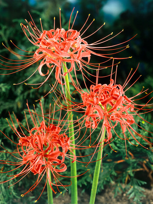 Lycoris radiata Red spider Lily bulbs