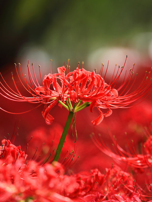 Top size Red spider Lily bulbs from Holland