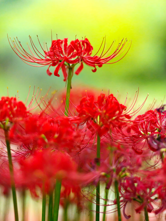 Top size Red spider Lily bulbs from Holland