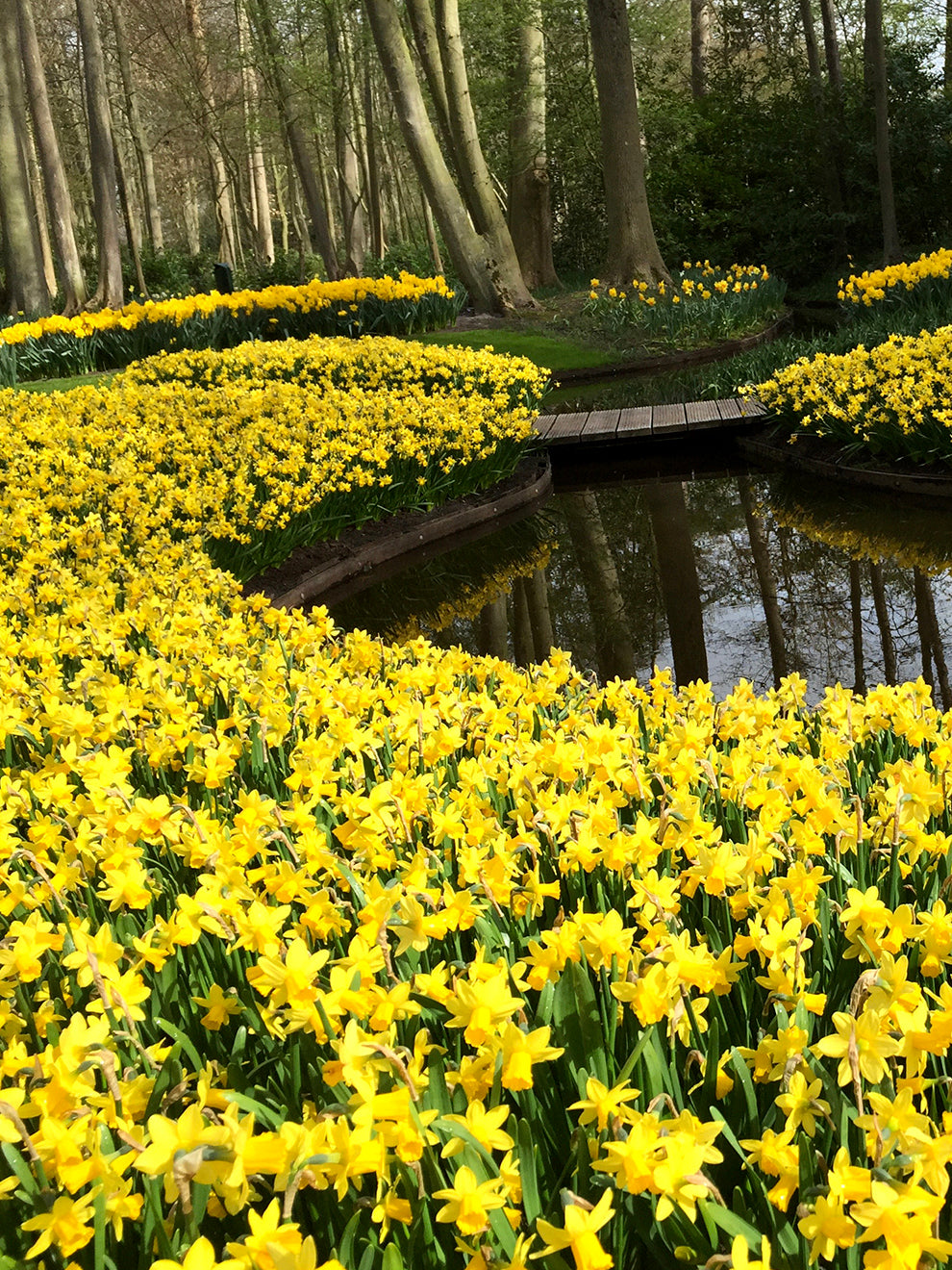 Mini Daffodil Bulbs Tete A Tete | DutchGrown™ Shipping To The UK