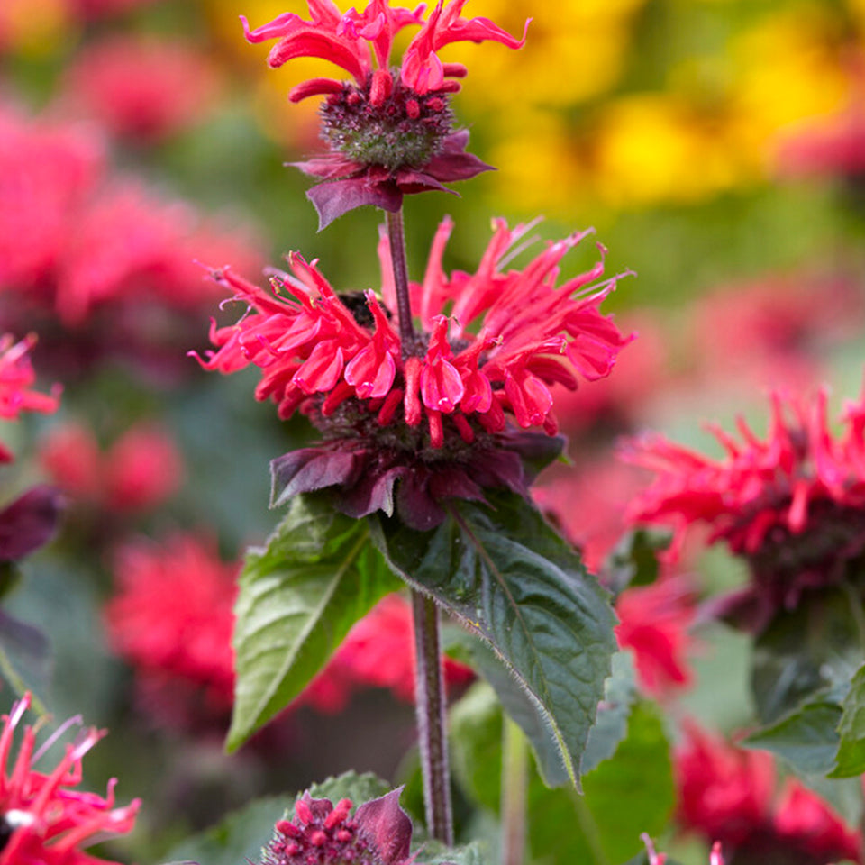 Monarda Bee Happy