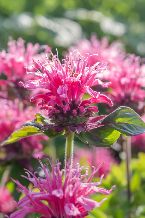 Monarda Cranberry Lace (Bee Balm)