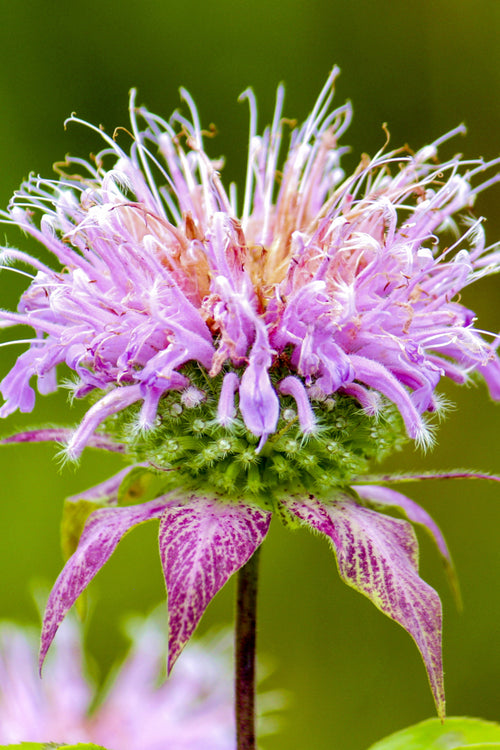 Monarda Cranberry Lace (Bee Balm)