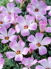 Oxalis Adenophylla (Silver Shamrock)