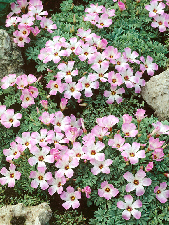 Oxalis Adenophylla Bulbs - Sauer Klee - Chilean Oxalis - Silver Shamrock