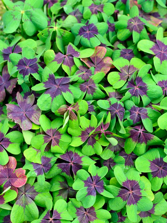 Oxalis Iron Cross (Lucky Clover)