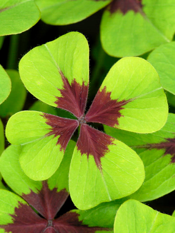 Oxalis Iron Cross (Lucky Clover), Oxalis Bulbs, Shipping to UK in Spring