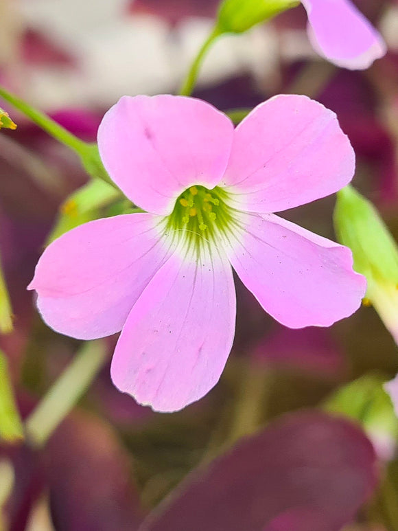 Oxalis regnellii Fanny