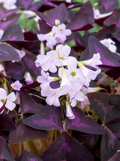 Oxalis Triangularis Sunny Bulbs for Spring Delivery to UK