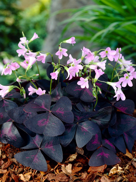 Buy Oxalis Triangularis Sunny