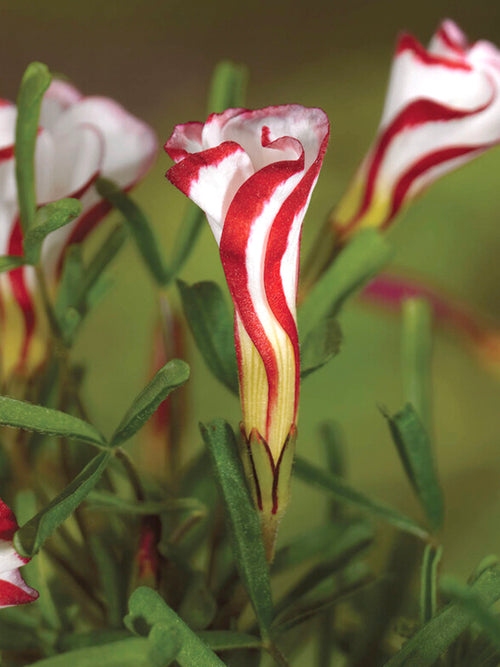 Oxalis Versicolor