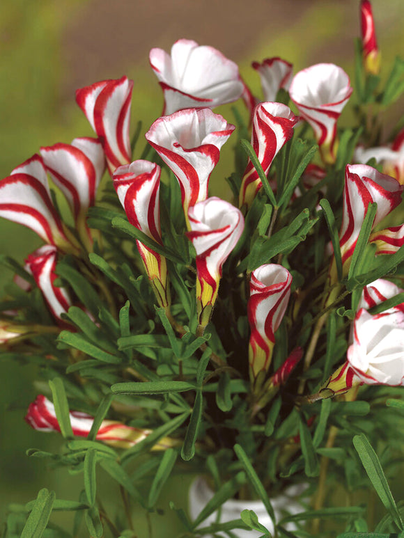 Oxalis Versicolor - Candy Cane Oxalis Bulbs | DutchGrown™ UK