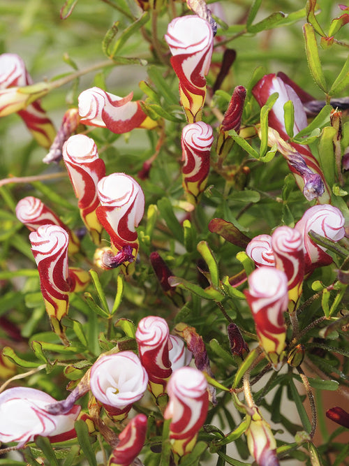 Oxalis Versicolor