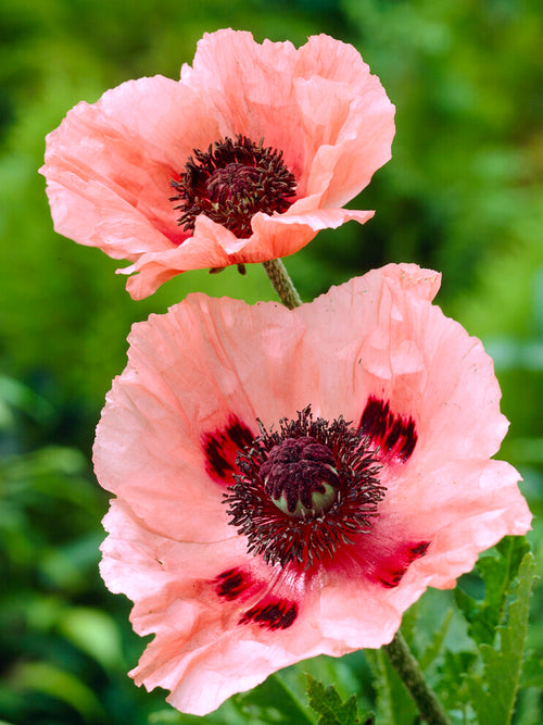 Papaver Aglaya (Oriental Poppy)