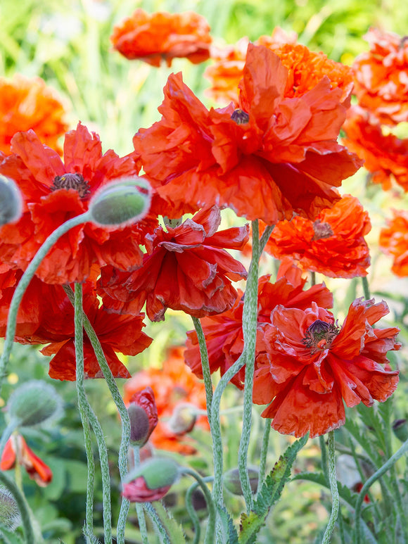 Papaver 'Harvest Moon' - Oriental Poppy Plants | DutchGrown™ UK