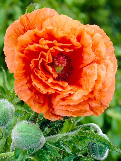 Buy Papaver Harvest Moon (Oriental Poppy) Bare Roots