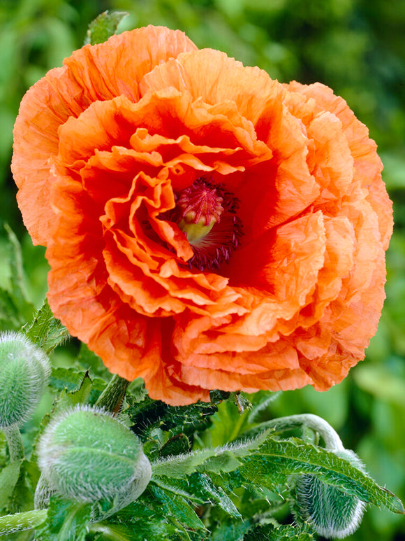 Buy Papaver Harvest Moon (Oriental Poppy) Bare Roots