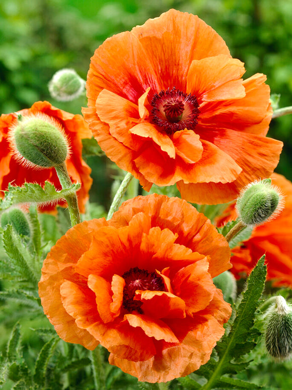 Papaver 'Harvest Moon' - Oriental Poppy Plants | DutchGrown™ UK