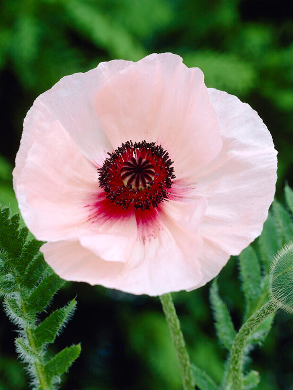 Papaver Karine (Oriental Poppy)