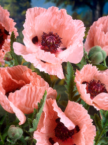 Papaver Mrs Perry (Oriental Poppy)