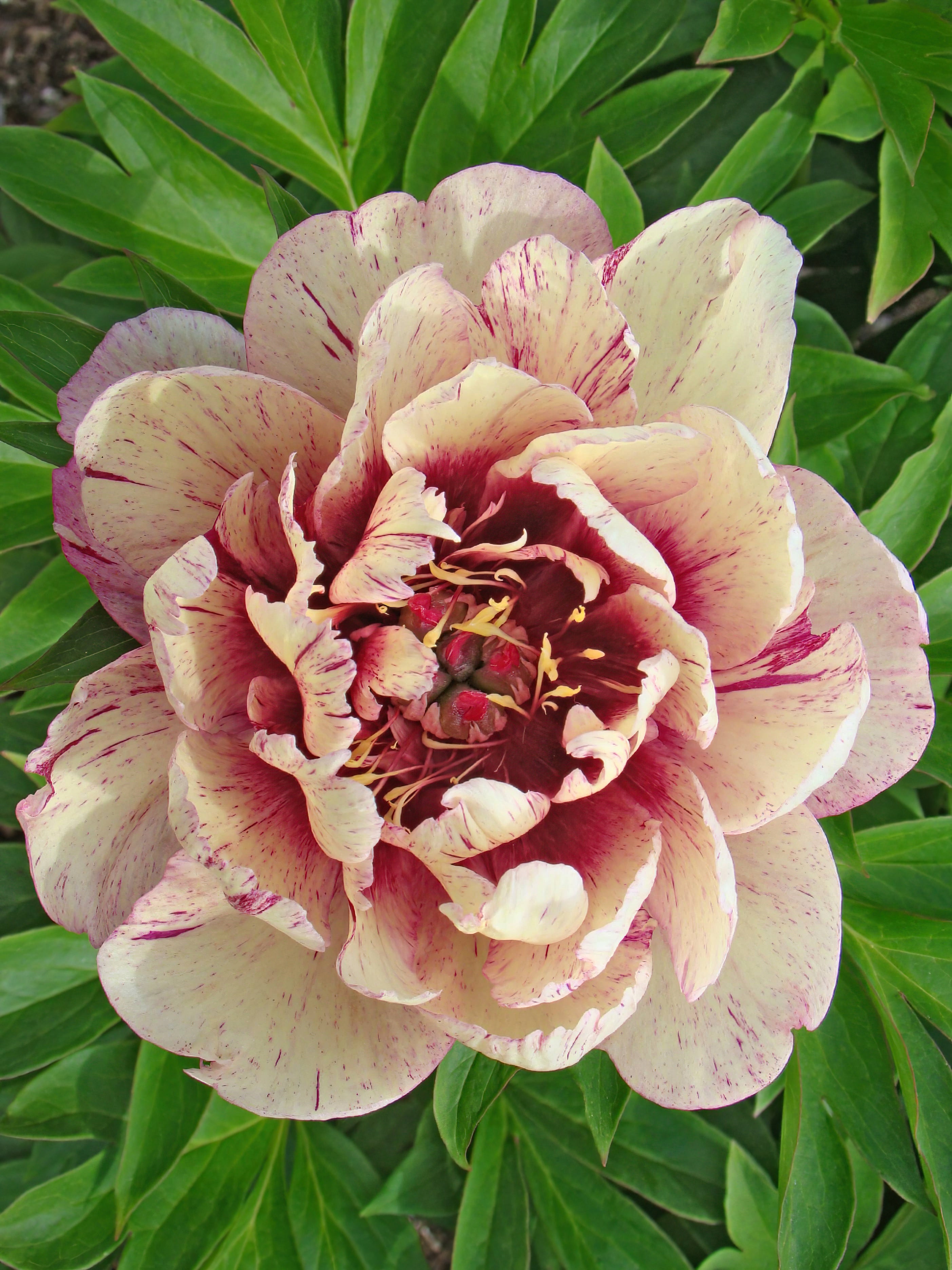 Peony Roots 'All That Jazz' | DutchGrown™ UK