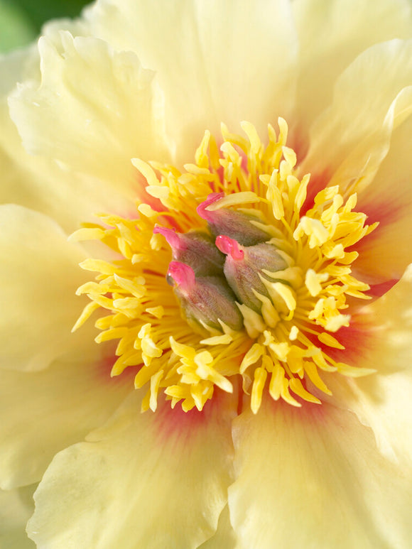 Peony Border Charm - UK spring delivery