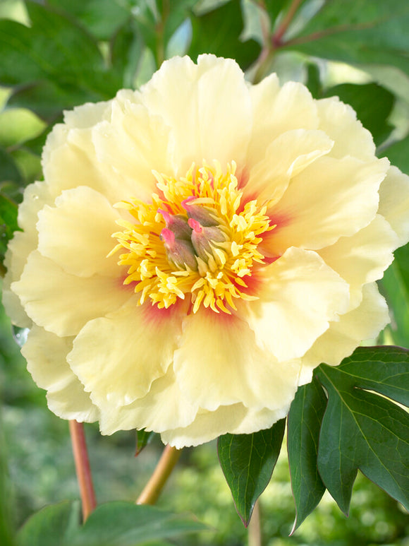 Peony Roots 'Border Charm' | DutchGrown™ UK