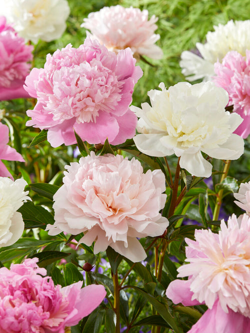 Peony Bridal Bouquet Collection, mixed peony bare roots for spring planting