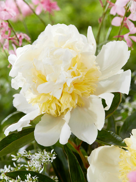 Peony Bridal Shower Bare Roots for Autumn Planting