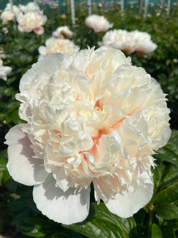 Peony Colonel Owen Cousins - UK spring delivery