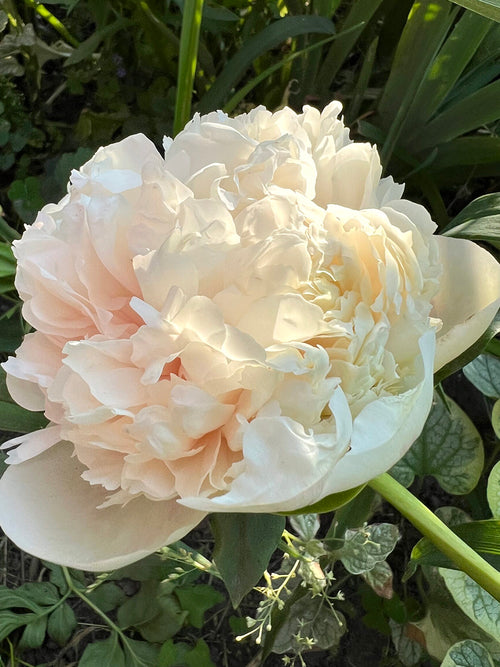 Peony Colonel Owen Cousins bare roots