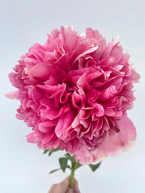 Peony Command Performance - UK delivery