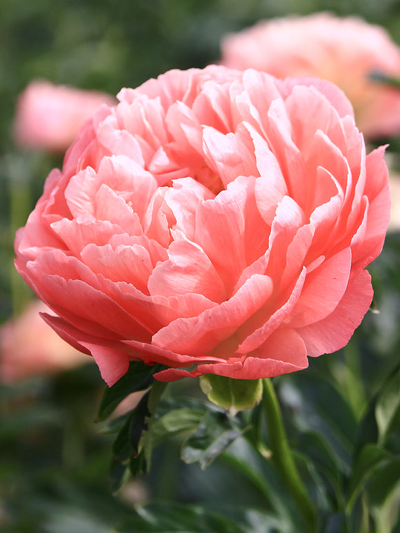 Peony Coral Sunset