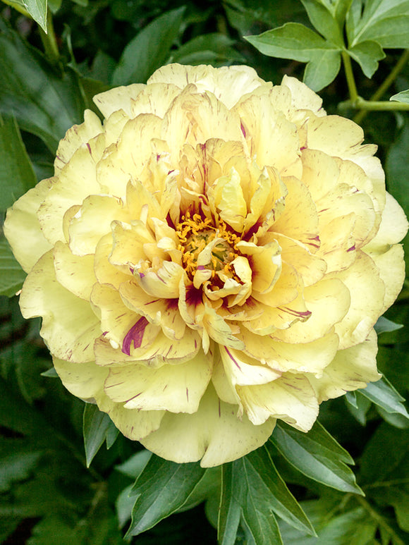 Peony Lollipop - UK spring delivery