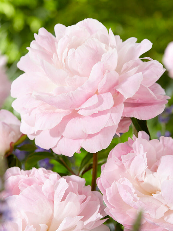 Peony Nancy Nora bare roots for autumn planting and shipping