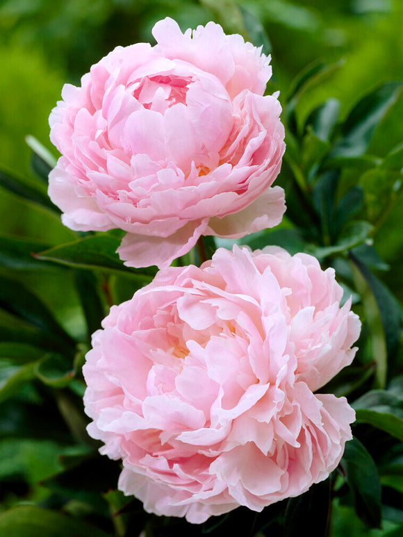 Peony Pillow Talk