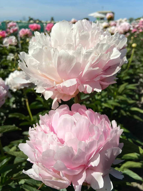 Peony Pillow Talk, Herbaceous Peony Pillow Talk