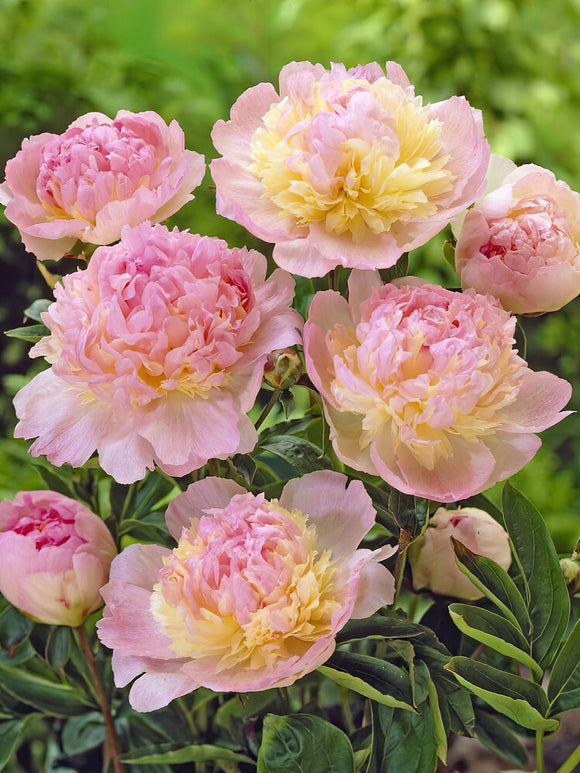 Peony Bare roots Peony Roots Raspberry Sundae