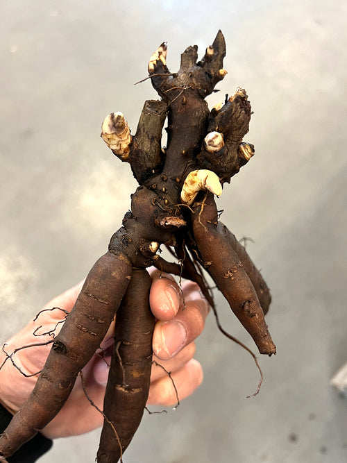 Peony Root