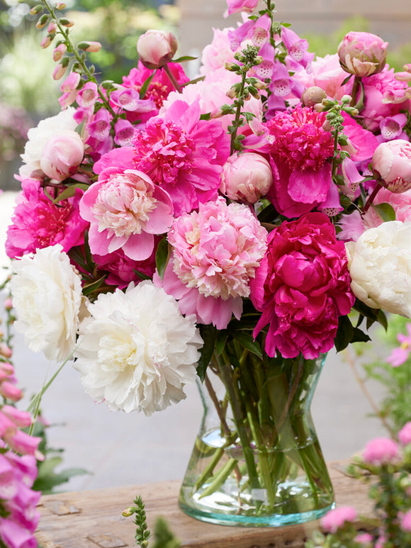 Peony Rosette Collection, Pink Red White Peony Bare Roots for Spring Planting