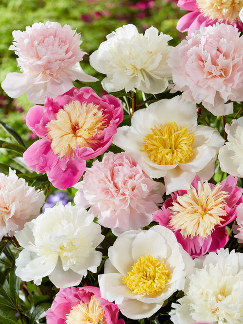 Peony Sweet Caroline Collection