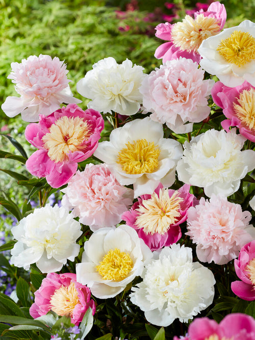 Buy Peony Sweet Caroline Collection Bare Roots