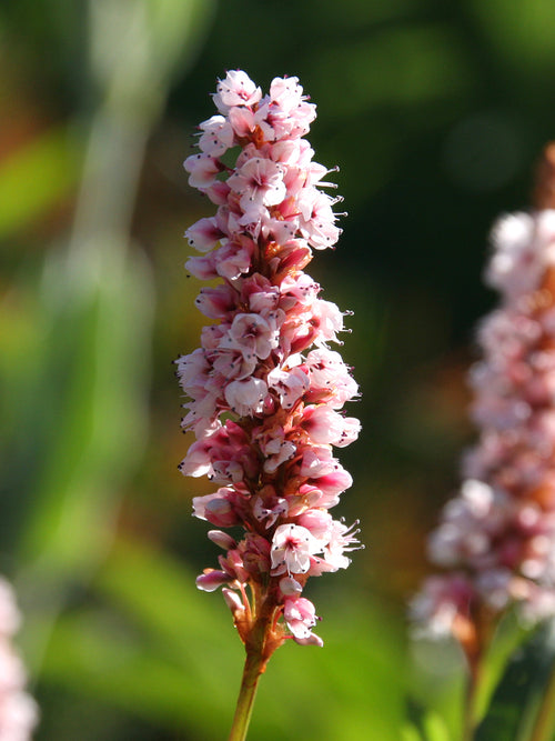 Persicaria affinis Kabouter (Lesser Knotweed)