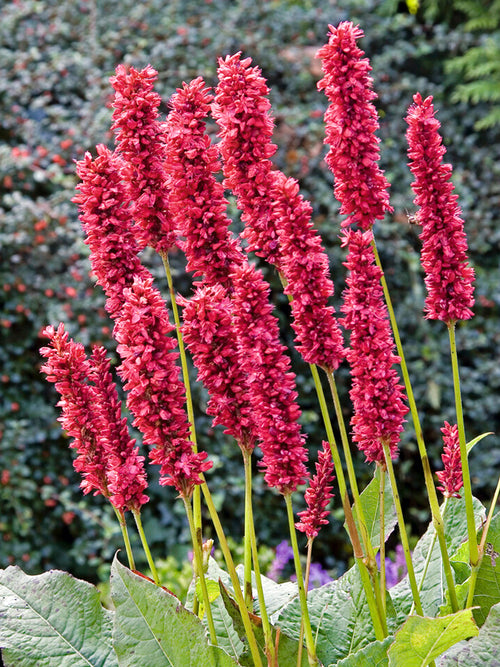 Buy Persicaria amplexicaulis Fat Domino (Lesser Knotweed)