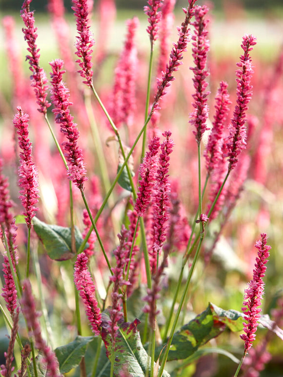 Buy Persicaria amplexicaulis Summer Dance (Lesser Knotweed) Bare Roots