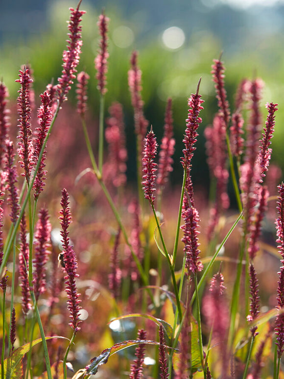 Persicaria amplexicaulis Summer Dance (Lesser Knotweed)