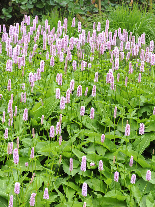 Persicaria bistorta Superba