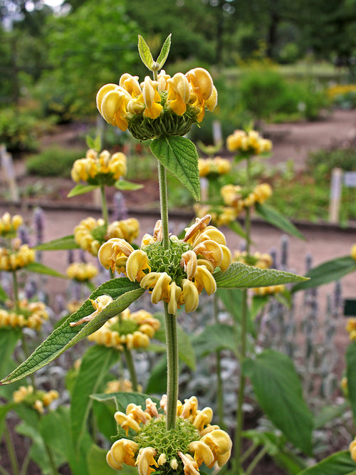 Phlomis Russeliana