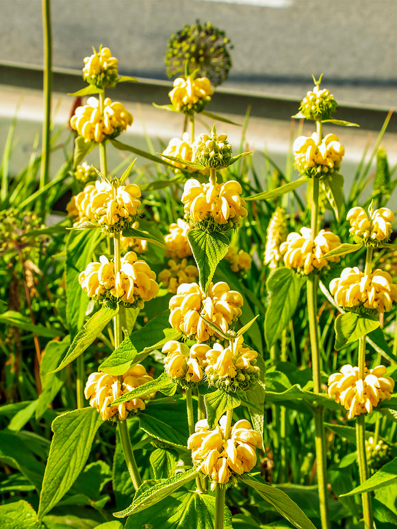 Phlomis Russeliana